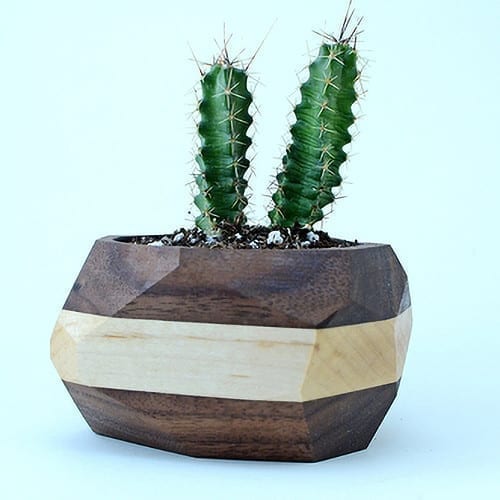 Geometric Cactus and Succulent Planter