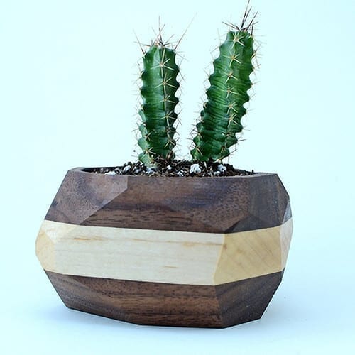 Geometric Cactus & Succulent Planter